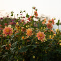 Dahlia 'For The Bees & Butterflies' (Seed)