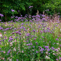 Verbena bonariensis (3 inch pot)