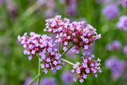 Verbena bonariensis (3 inch pot)