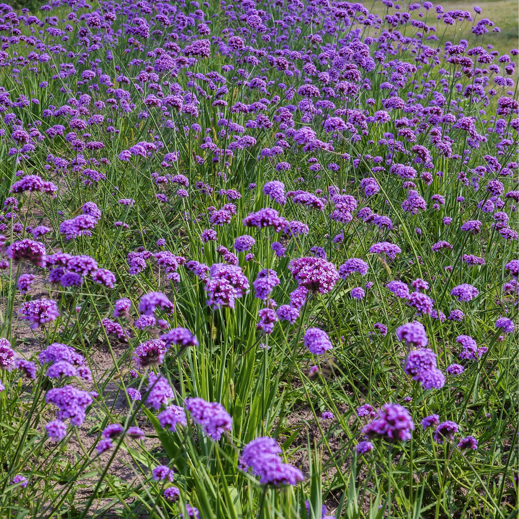 Verbena bonariensis (3 inch pot)