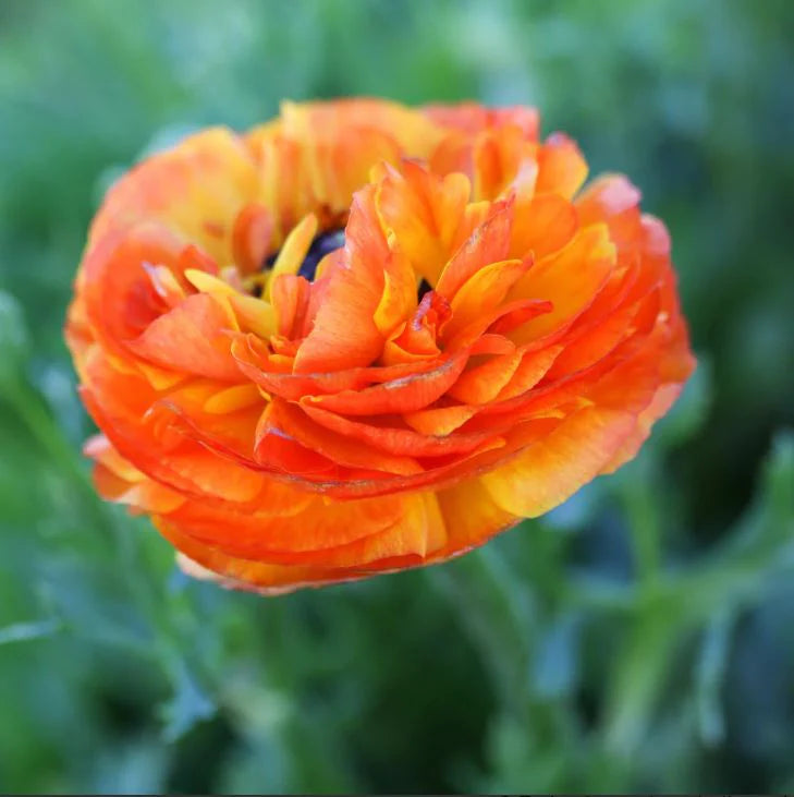 Ranunculus 'Tecolote Flamenco' (3 inch pot)