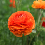 Ranunculus 'Tecolote Flamenco' (3 inch pot)