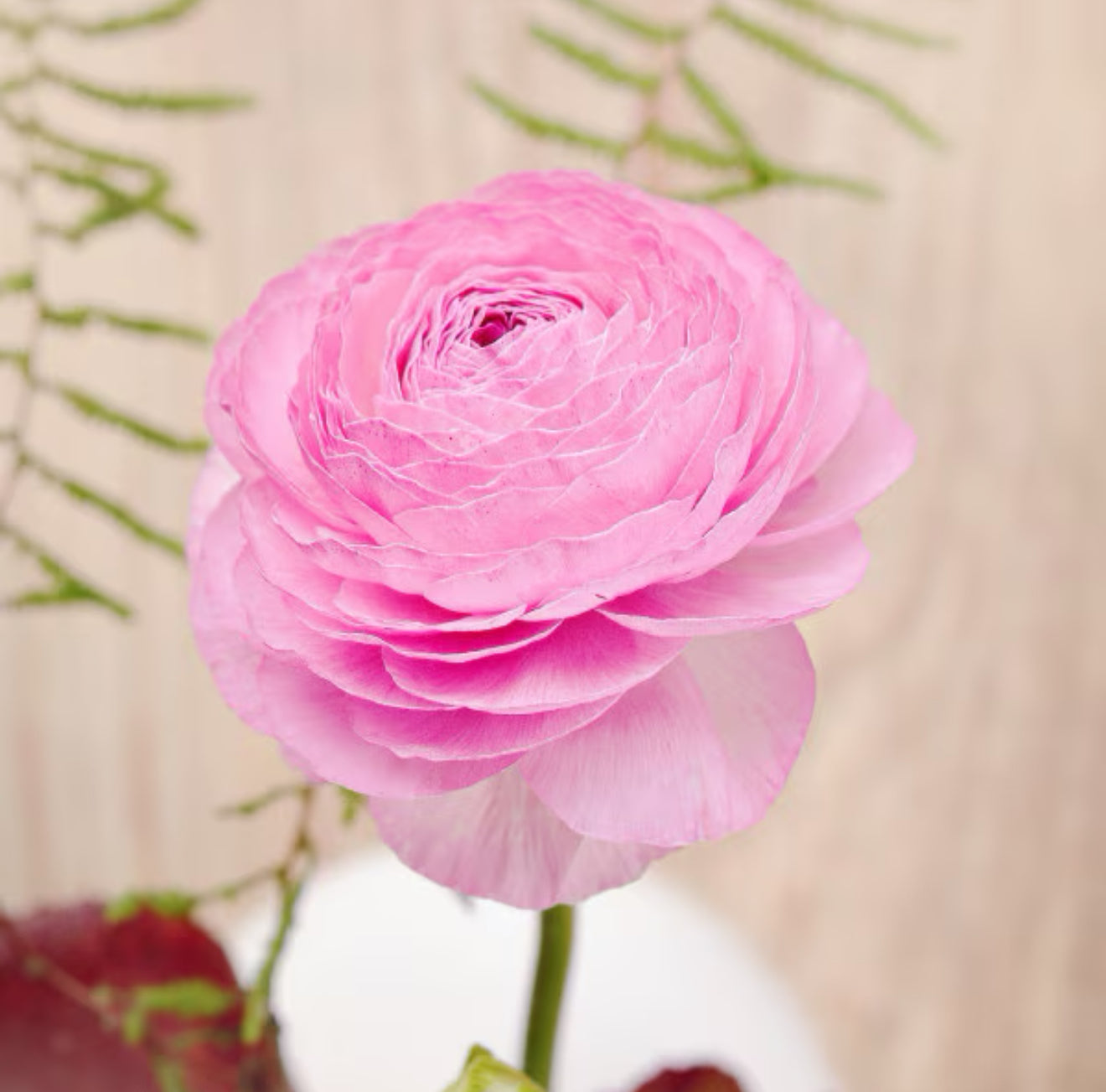 Ranunculus 'Tecolote Pink' (3 inch pot)