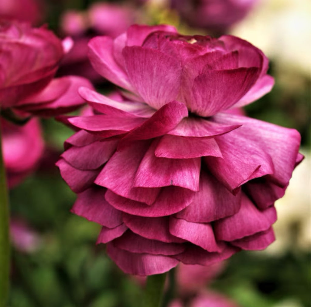 Ranunculus 'Tecolote Merlot' (3 inch pot)