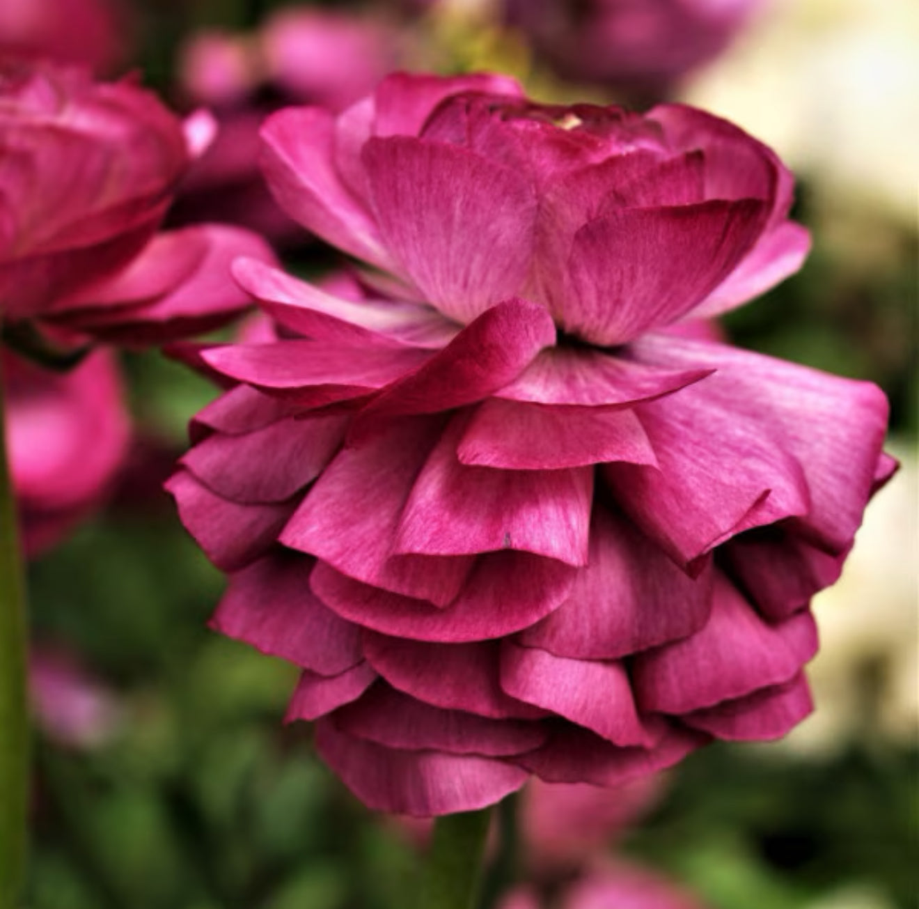 Ranunculus 'Tecolote Merlot' (3 inch pot)