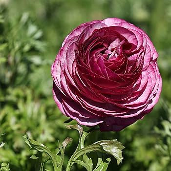 Ranunculus 'Tecolote Merlot' (3 inch pot)