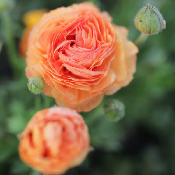 Ranunculus 'Amandine Salmon' (3 inch pot)