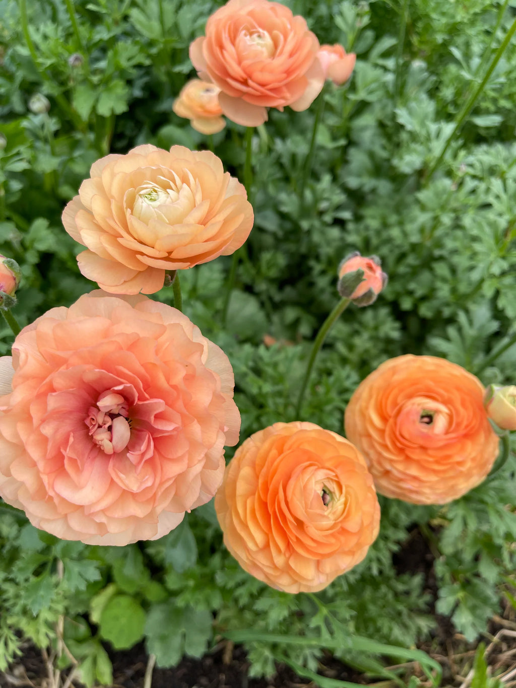 Ranunculus 'Amandine Salmon' (3 inch pot)