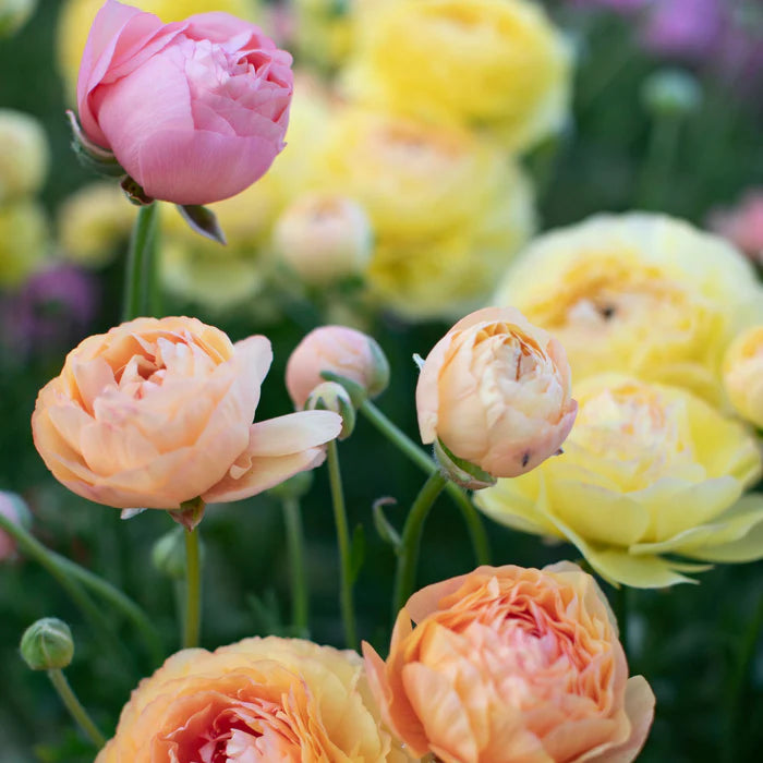 Ranunculus 'Amandine Pastel Lemon' (3 inch pot)
