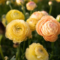 Ranunculus 'Amandine Pastel Lemon' (3 inch pot)