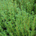 English Thyme (3 inch pot)