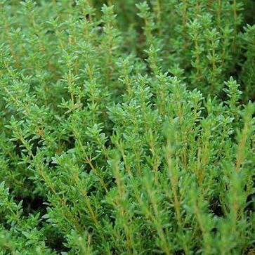 English Thyme (3 inch pot)