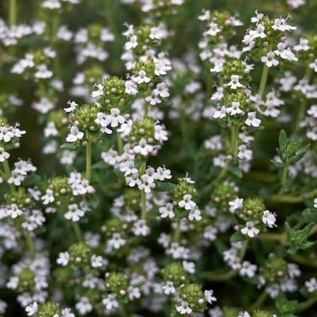 English Thyme (3 inch pot)
