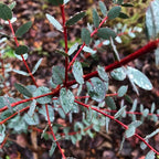 Eucalyptus 'Small-Leaved Gum' (3 inch pot)
