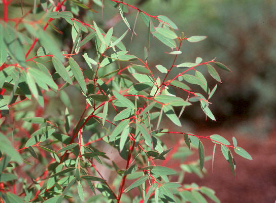 Eucalyptus 'Small-Leaved Gum' (3 inch pot)