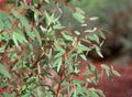 Eucalyptus 'Small-Leaved Gum' (3 inch pot)