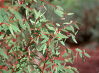 Eucalyptus 'Small-Leaved Gum' (3 inch pot)