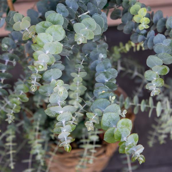 Eucalyptus 'Baby Blue Bouquet' (3 inch pot)