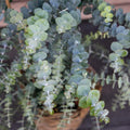Eucalyptus 'Baby Blue Bouquet' (3 inch pot)