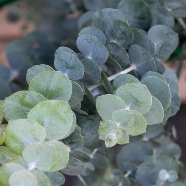 Eucalyptus 'Baby Blue Bouquet' (3 inch pot)