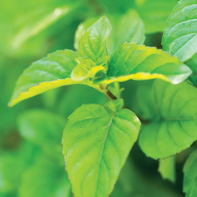 Mint 'Bergamot/Eau de Cologne' (3 inch pot)