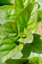 Mint 'Bergamot/Eau de Cologne' (3 inch pot)