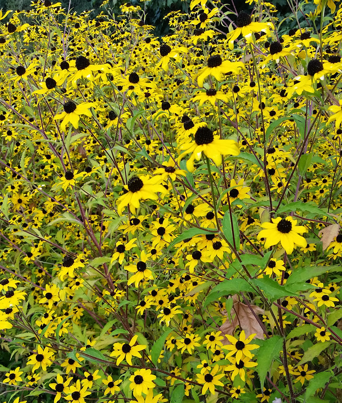 Rudbeckia / Black-Eyed Susan 'Triloba Macau' (3 inch pot)