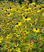 Rudbeckia / Black-Eyed Susan 'Triloba Macau' (3 inch pot)