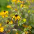 Rudbeckia / Black-Eyed Susan 'Triloba Macau' (3 inch pot)