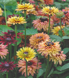 Rudbeckia / Black-Eyed Susan 'Sahara' (3 inch pot)