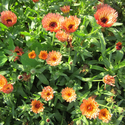 Calendula 'Zeolights' (Seedling 4 pack)