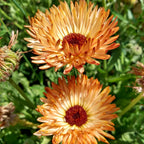 Calendula 'Zeolights' (Seedling 4 pack)