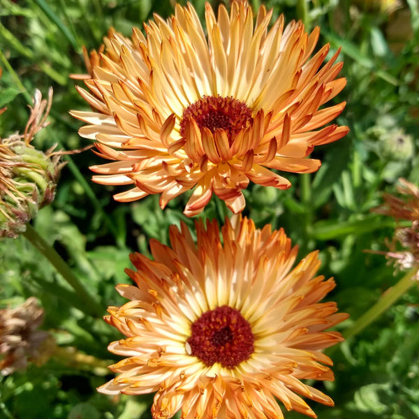 Calendula 'Zeolights' (Seedling 4 pack)