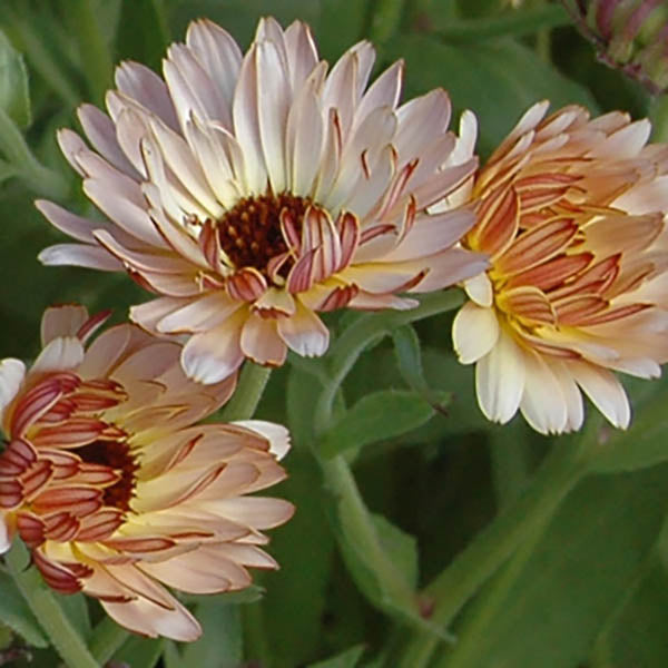 Calendula 'Strawberry Blonde' (Seedling 4 pack)
