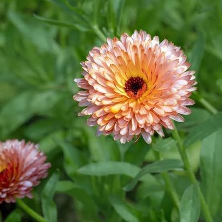 Calendula 'Strawberry Blonde' (Seedling 4 pack)