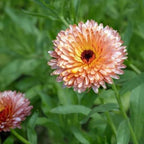 Calendula 'Strawberry Blonde' (Seedling 4 pack)
