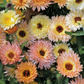 Calendula 'Cantaloupe Mix' (Seedling 4 pack)