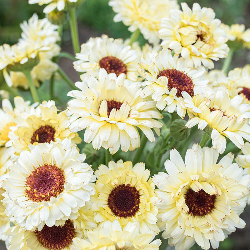 Calendula 'Ivory Princess' (Seedling 4 pack)