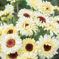 Calendula 'Ivory Princess' (Seedling 4 pack)