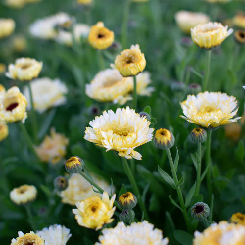 Calendula 'Ivory Princess' (Seedling 4 pack)