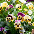 Viola 'Rococo Frilled Mix' (Seedling 4 pack)