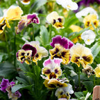 Viola 'Rococo Frilled Mix' (Seedling 4 pack)