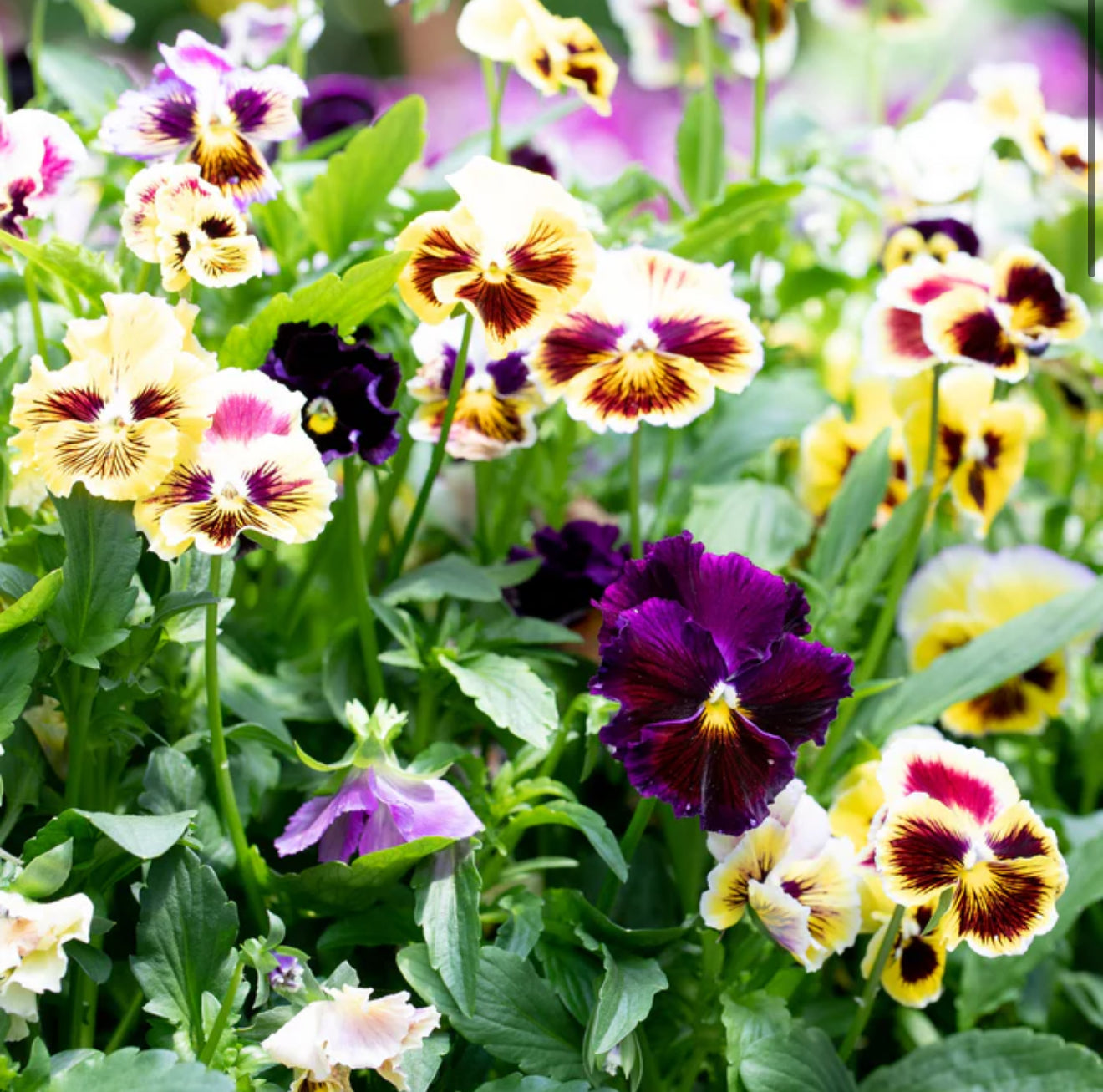 Viola 'Rococo Frilled Mix' (Seedling 4 pack)