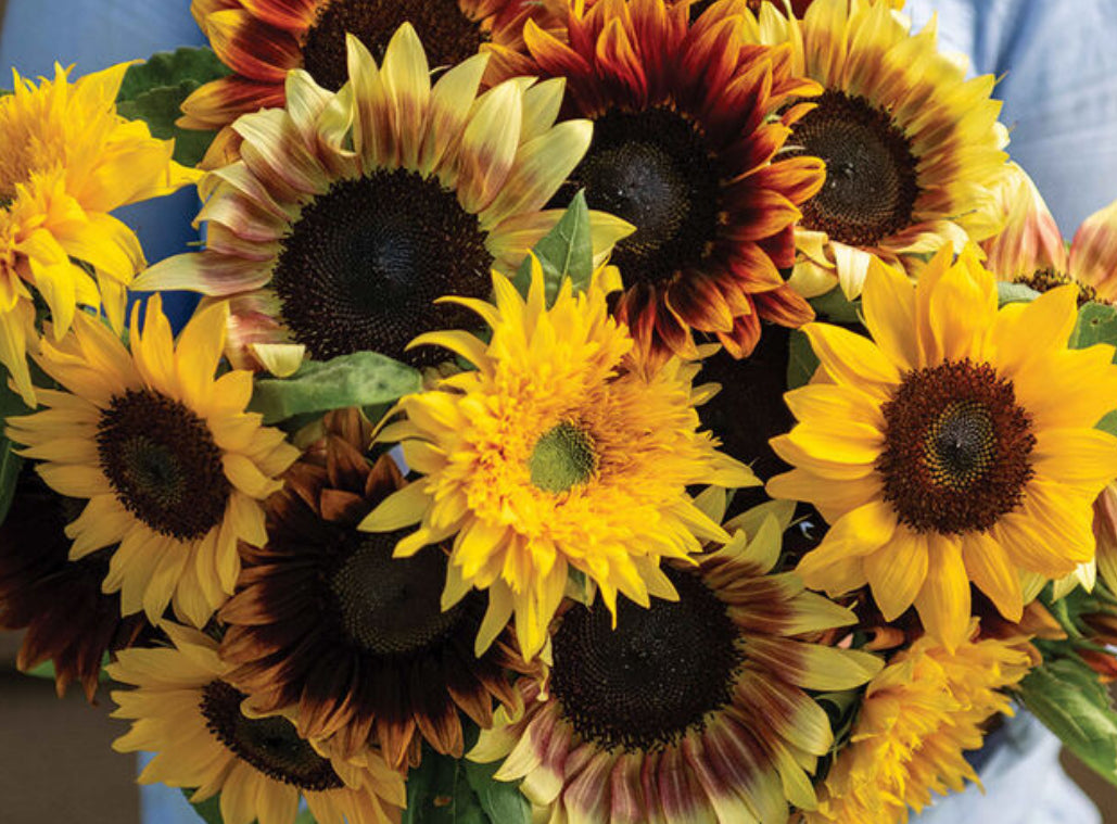 Sunflower 'Summer Breeze' Mix (Seed Pack)
