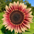 Sunflower 'Pro Cut Plum' (Seed)
