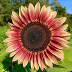 Sunflower 'Pro Cut Plum' (Seed)