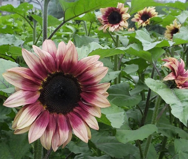 Sunflower 'Pro Cut Plum' (Seed)