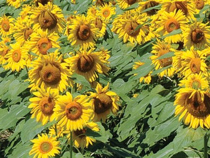 Sunflower 'Royal' (Seed)