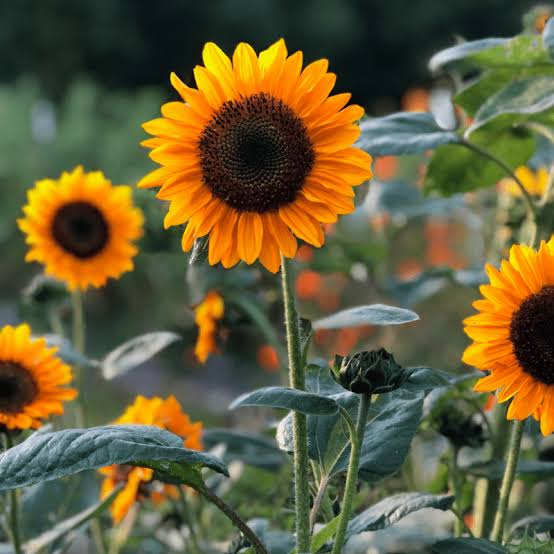 Sunflower 'Soraya' (Seed)