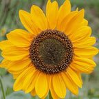 Sunflower 'Soraya' (Seed)